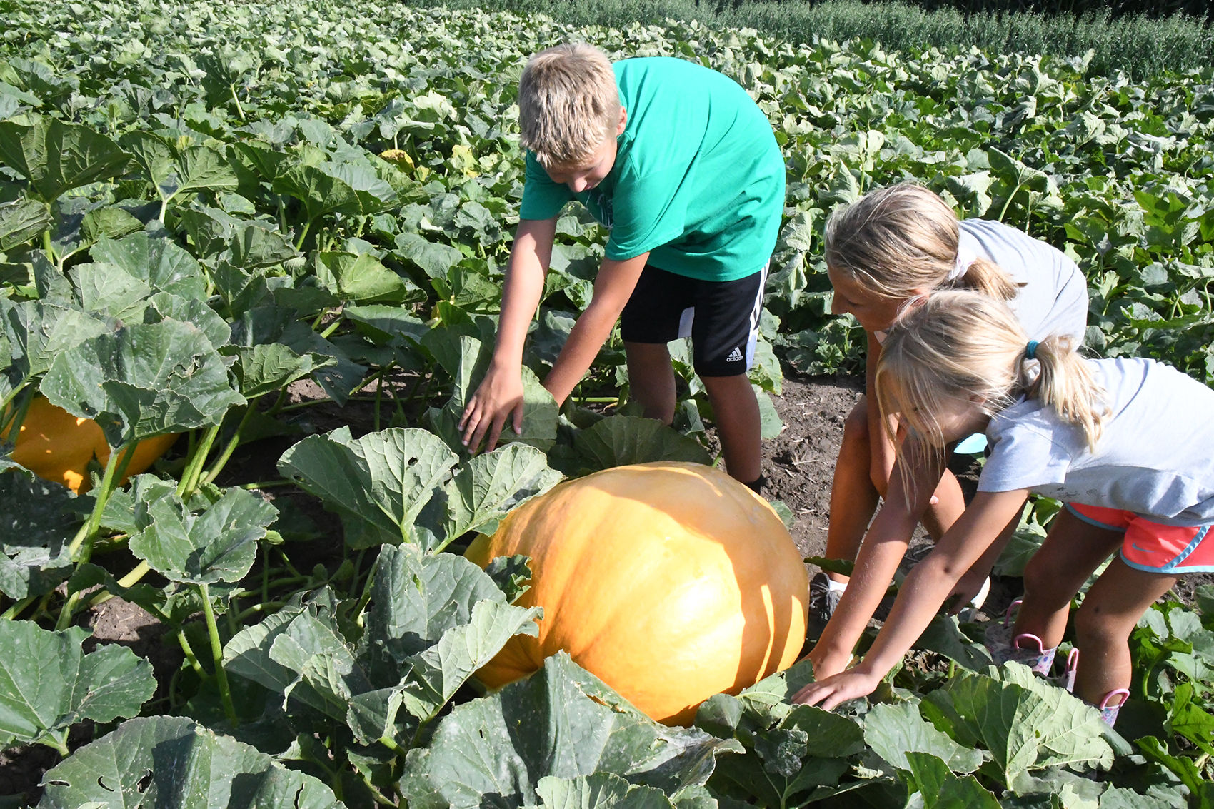 Fields of Fun offers pumpkins